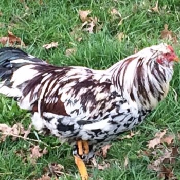 Buchheit Team Member, Felica's rooster