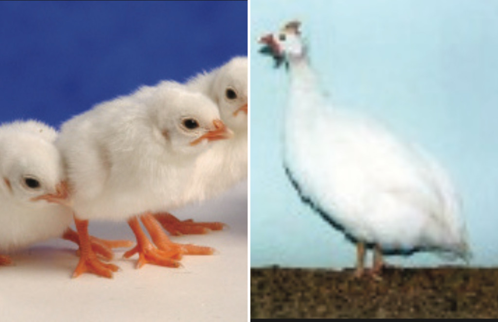 White African Guinea
