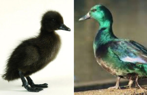 Cayuga Duck | Horizon Acres