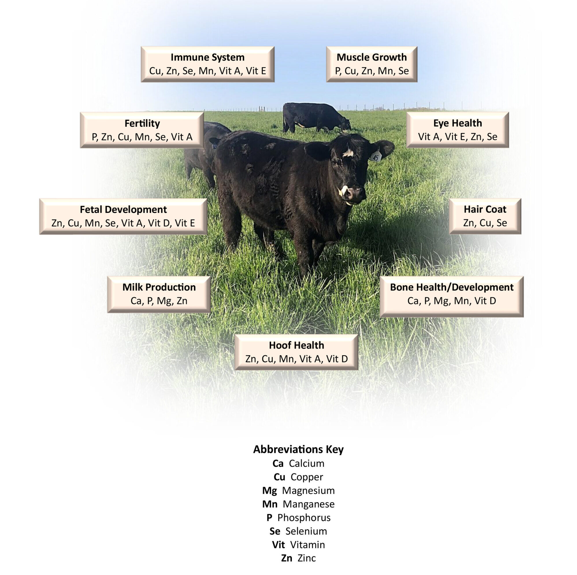 Horizon Acres Cattle Minerals