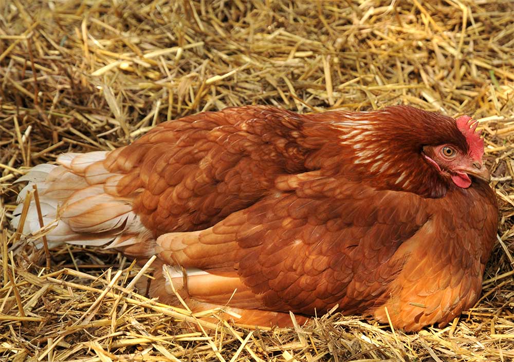 Horizon Acres: All About Eggs